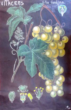Une planche de vitacées : la vigne