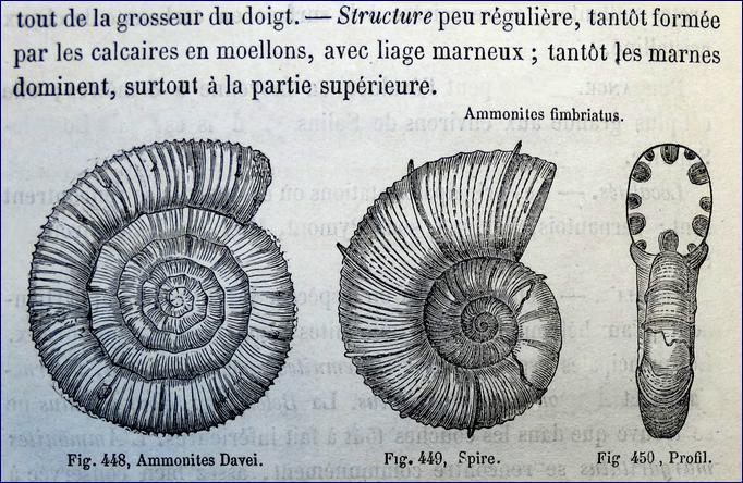 Ammonites