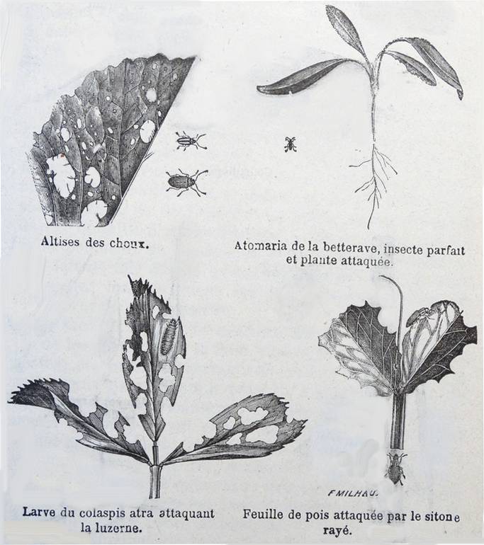 Insectes nuisibles ; dessins signés du F. Milhau
