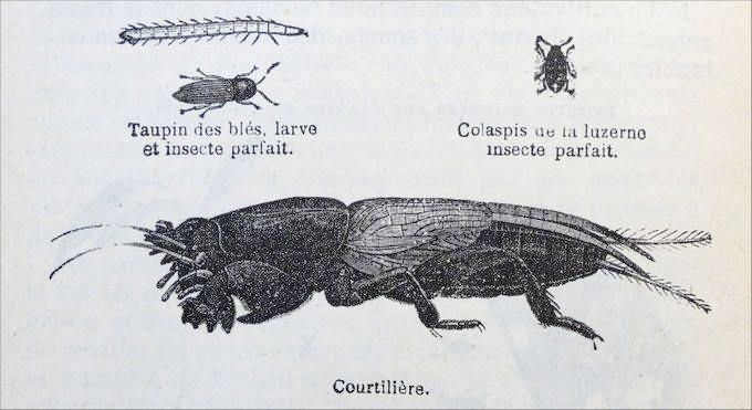 Des insectes nuisibles étudiés par le F. Milhau