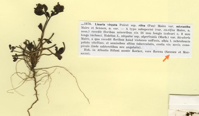 Une plante de la 
                    collection du Frère Sennen