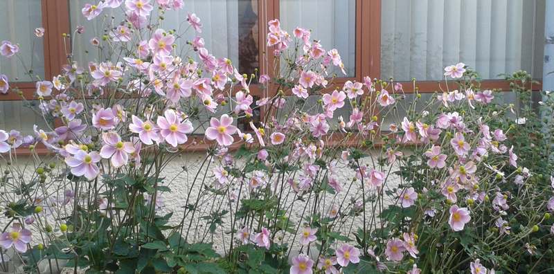 Fleurs du patio